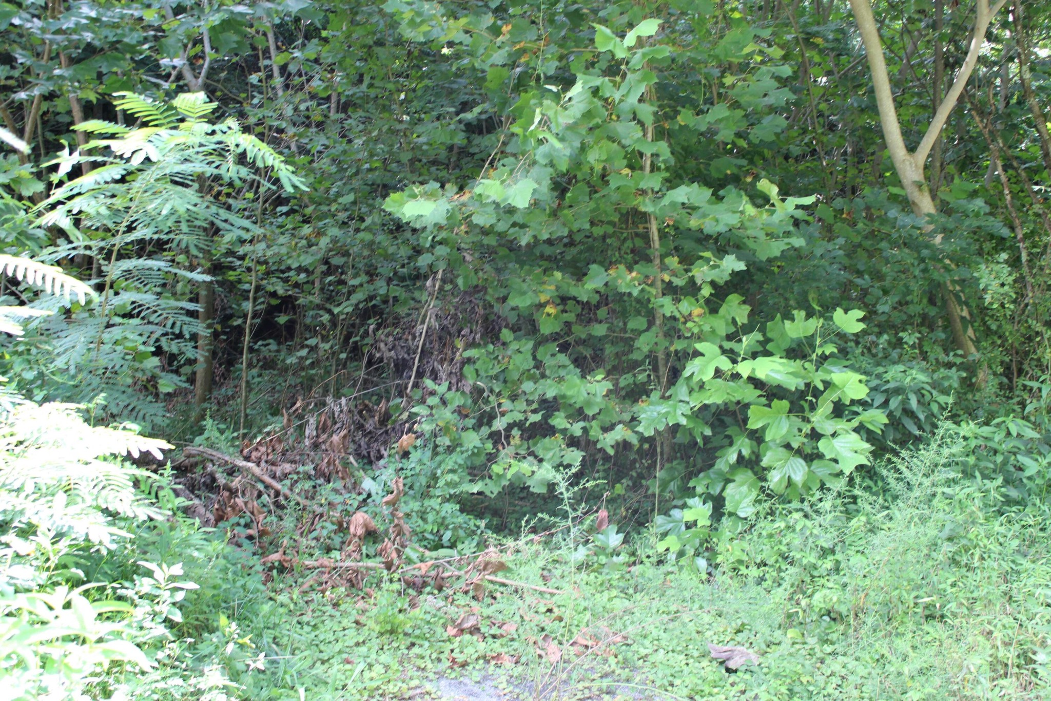 262264 Loop Road Gatlinburg, TN 37738 - Photo 2 of 4