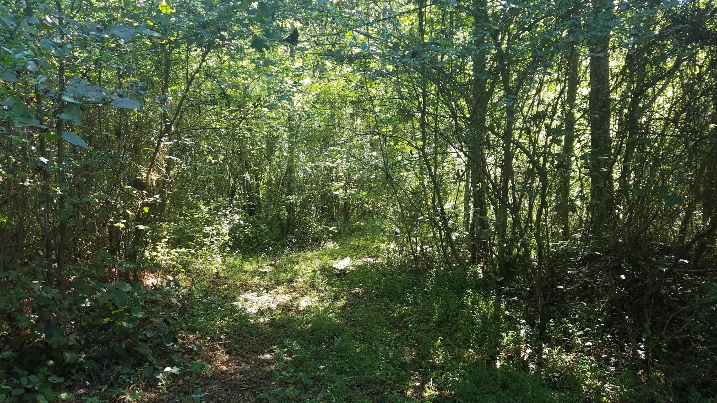 0 Blue Springs Road Philadelphia, TN 37846 - Photo 5 of 7 20190828_164034