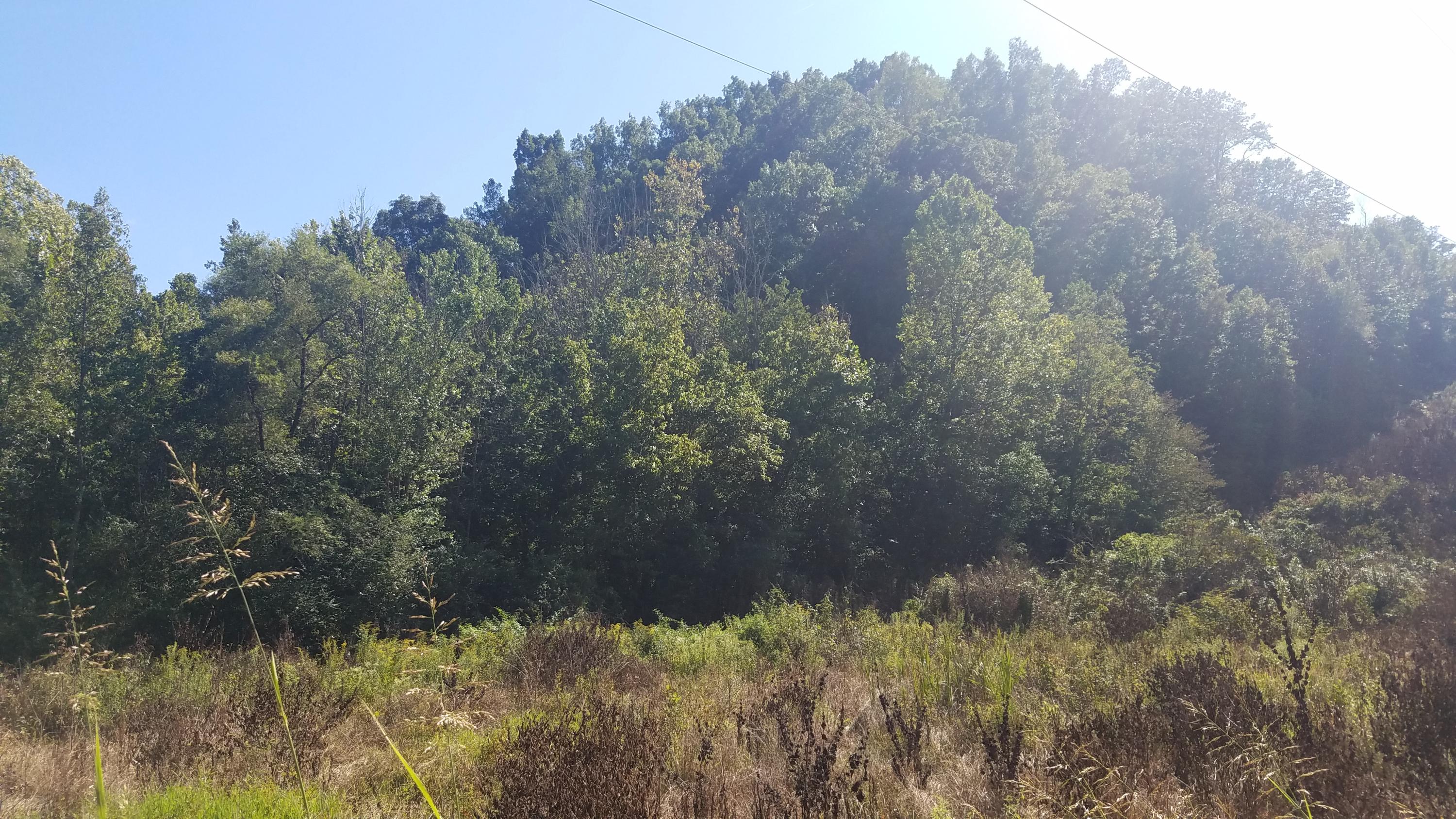 0 Blue Springs Road Philadelphia, TN 37846 - Photo 6 of 7 20190828_163651