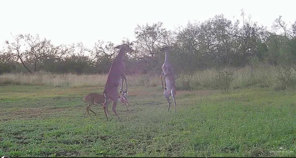 $850,000 | 375 West W Cr, Falfurrias, TX 78355