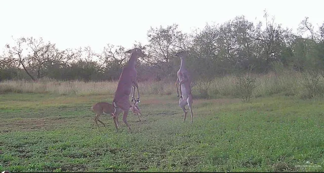 $850,000 | 375 West W Cr, Falfurrias, TX 78355