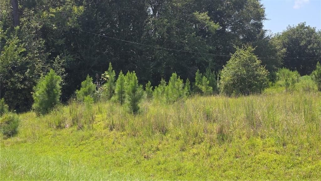 159 Grimsley Road Colquitt, GA 39837 - Photo 4 of 8 Gallery Image 4