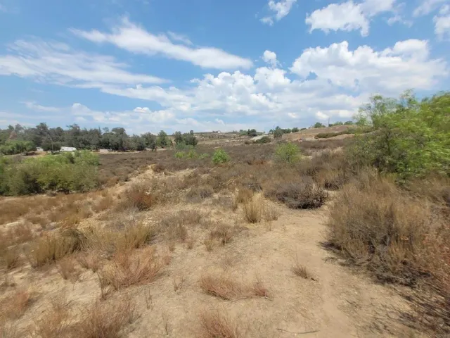 a view of a dry yard with lots of trees