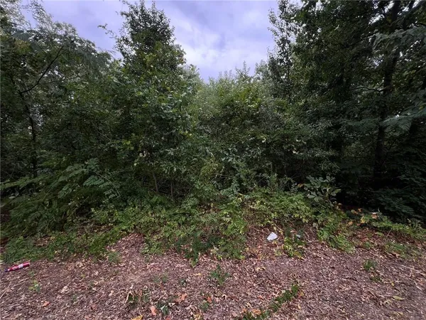 a view of a forest with a tree