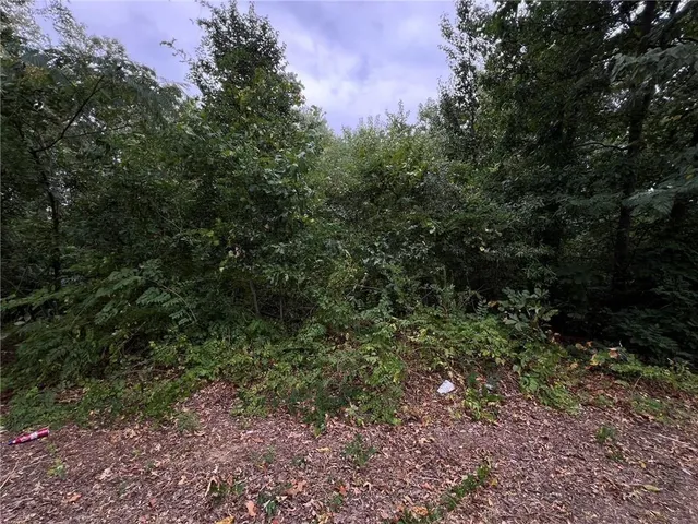 a view of a forest with a tree