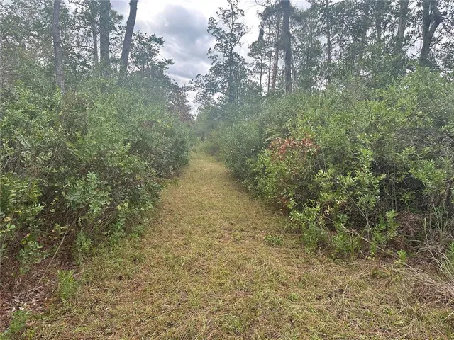 a view of a forest with lots of trees
