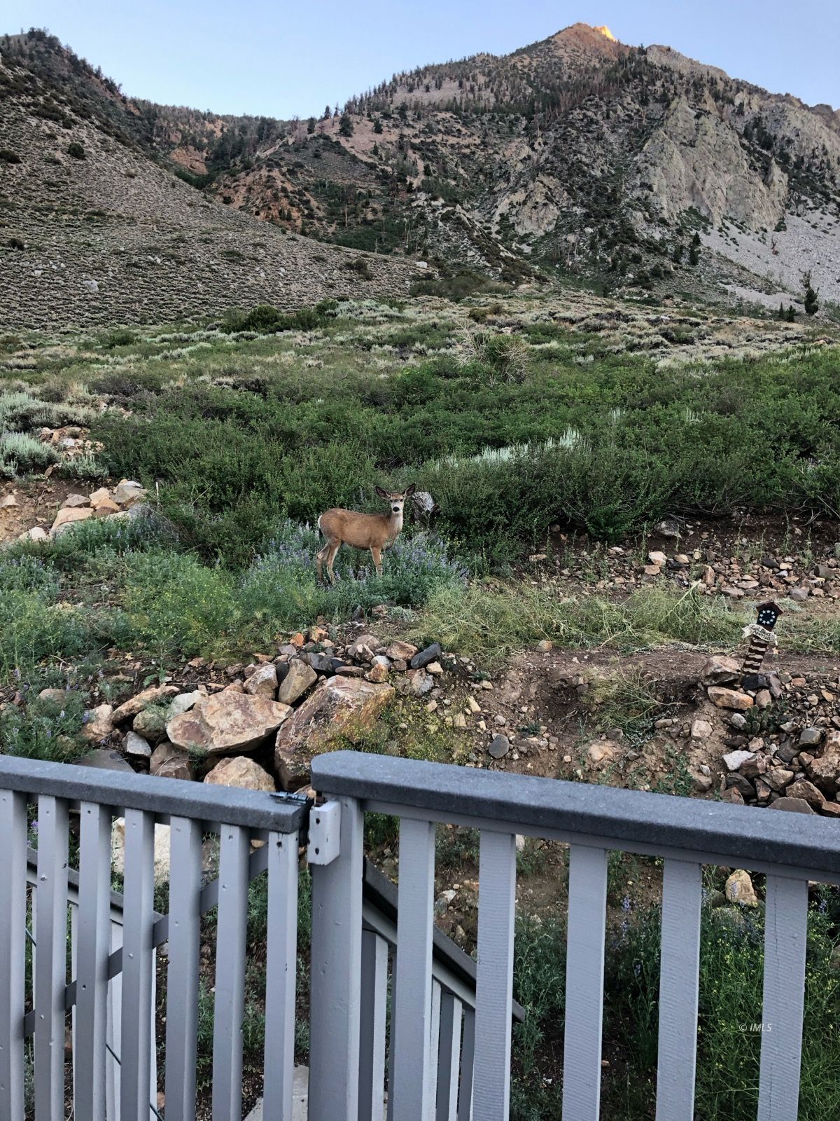 156 Alpine Drive Bishop, CA 93514 - Photo 14 of 17 a view of a forest filled with trees