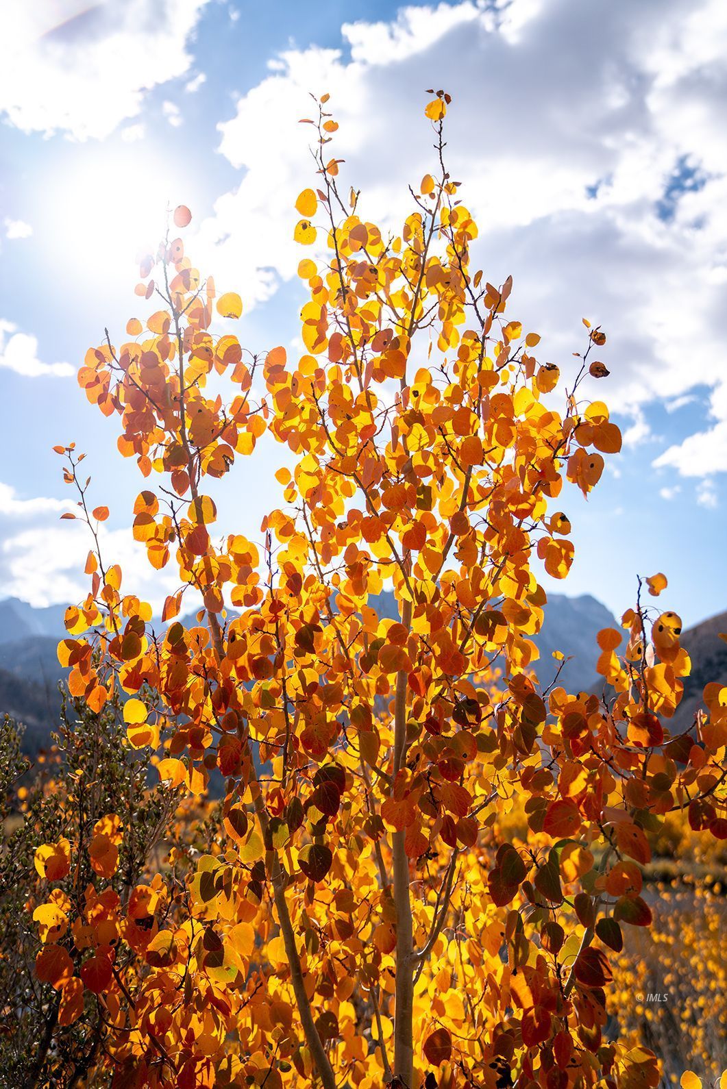 156 Alpine Drive Bishop, CA 93514 - Photo 16 of 17