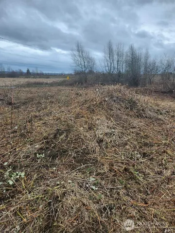 a view of a dry yard