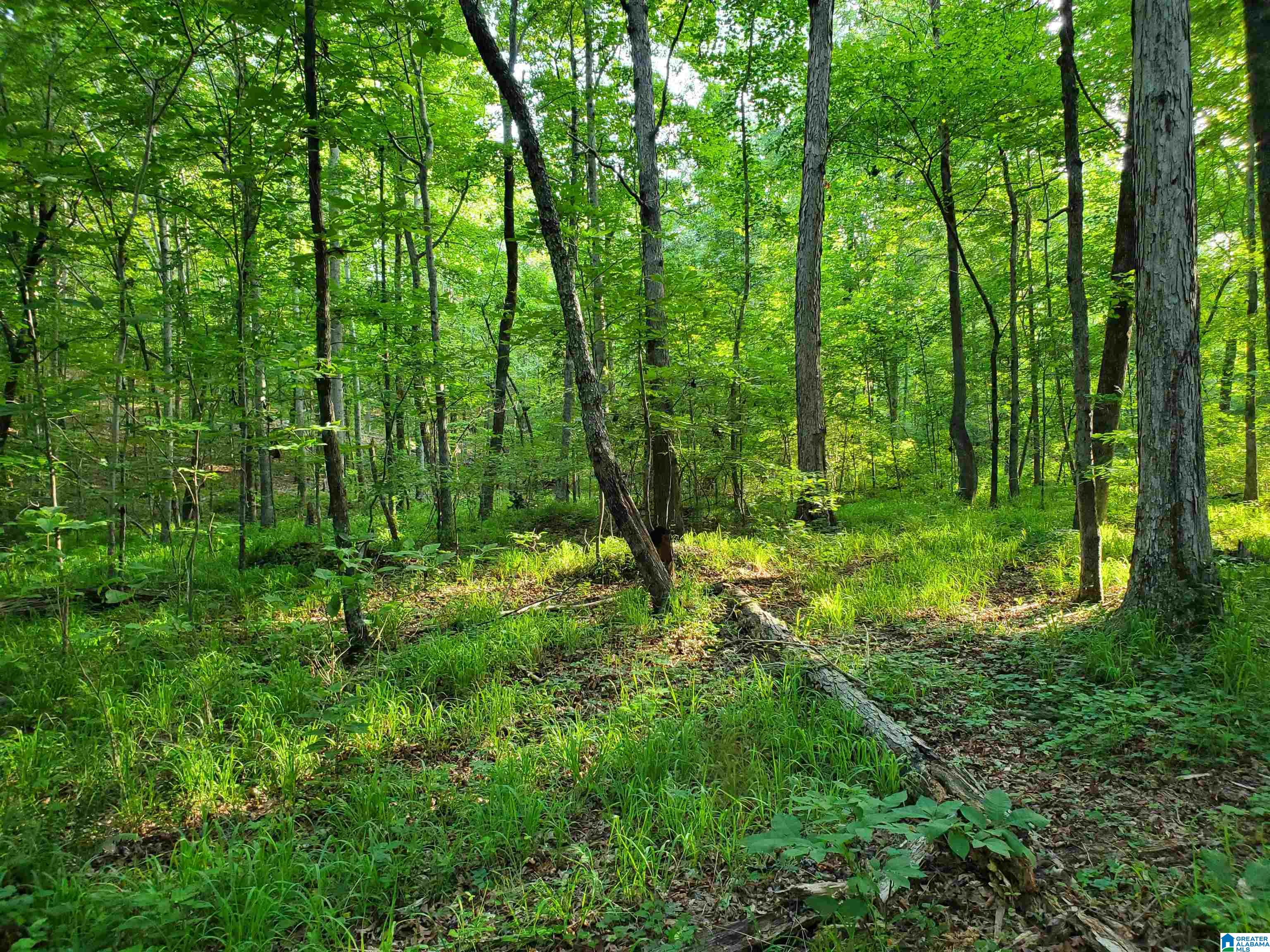 Shoal Creek Road Ashville, AL 35953 - Photo 1 of 6