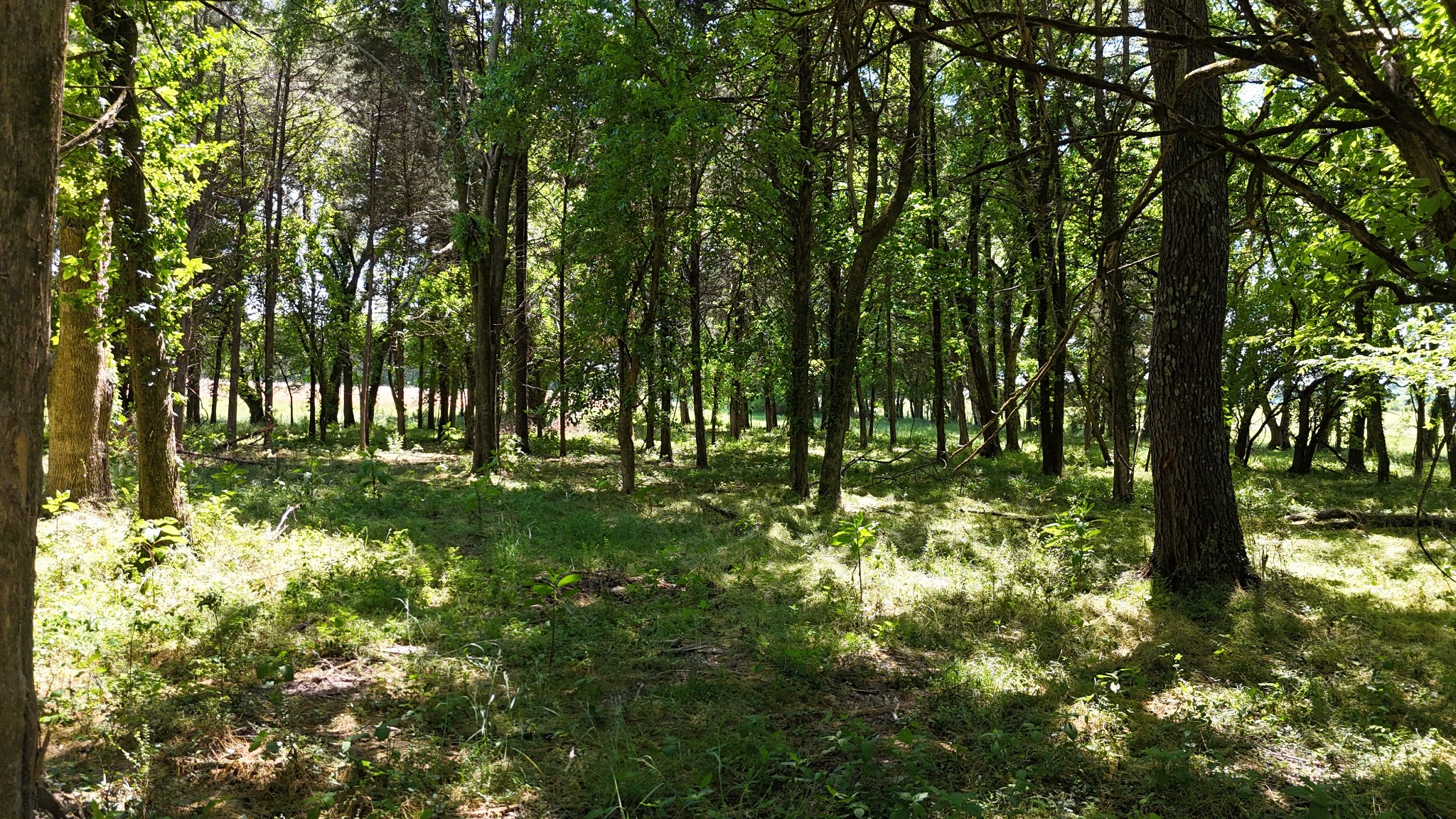 0 Powell Lane Lewisburg, TN 37091 - Photo 6 of 10 a view of yard
