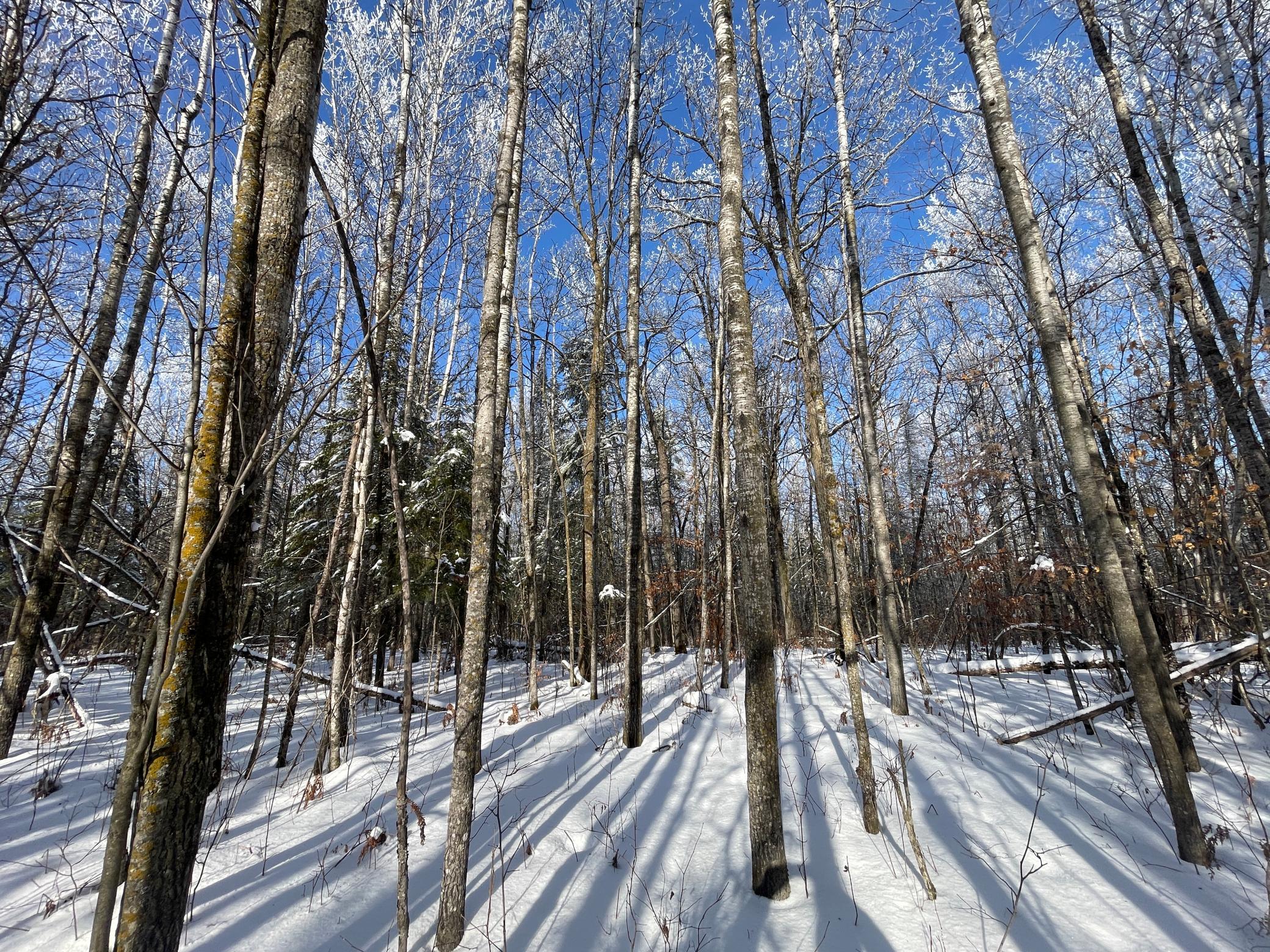 Tbd Old Long Lake Road Northwest Bemidji, MN 56601 - Photo 23 of 46