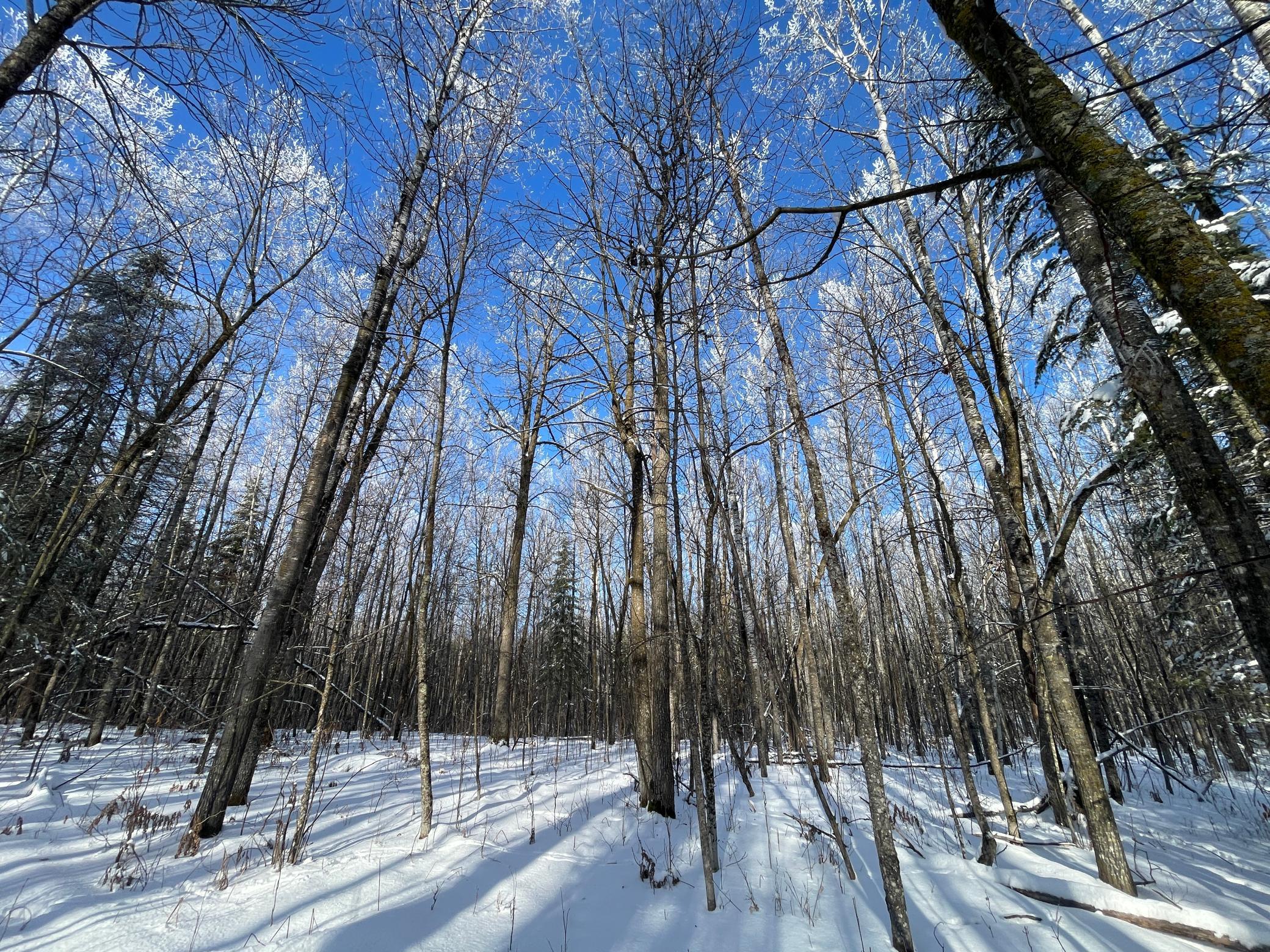 Tbd Old Long Lake Road Northwest Bemidji, MN 56601 - Photo 32 of 46