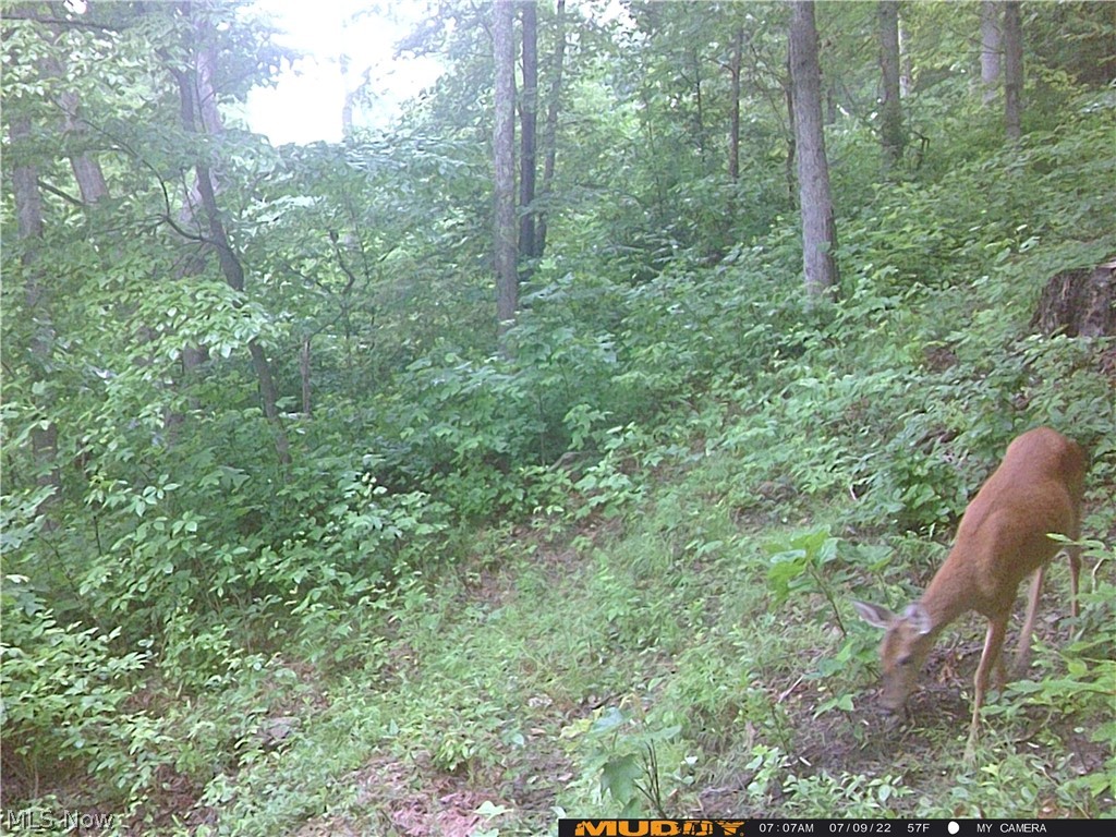 Campbell Road Freeport, OH 43973 - Photo 28 of 33 Gallery Image 28