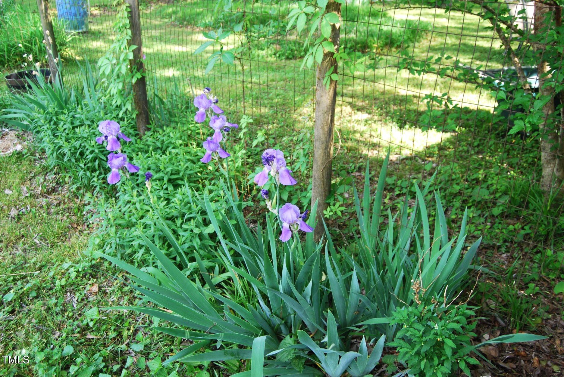 1013 Green Street Durham, NC 27701 - Photo 26 of 32 a view of a flower in a garden