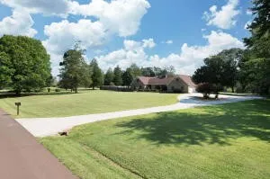 a view of a yard with plants and a bench under large trees