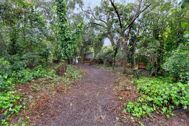 a view of a forest with trees in the background