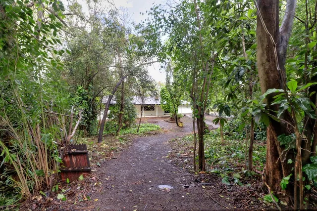 a view of a trees in the forest