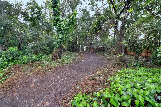 a view of a forest with trees in the background