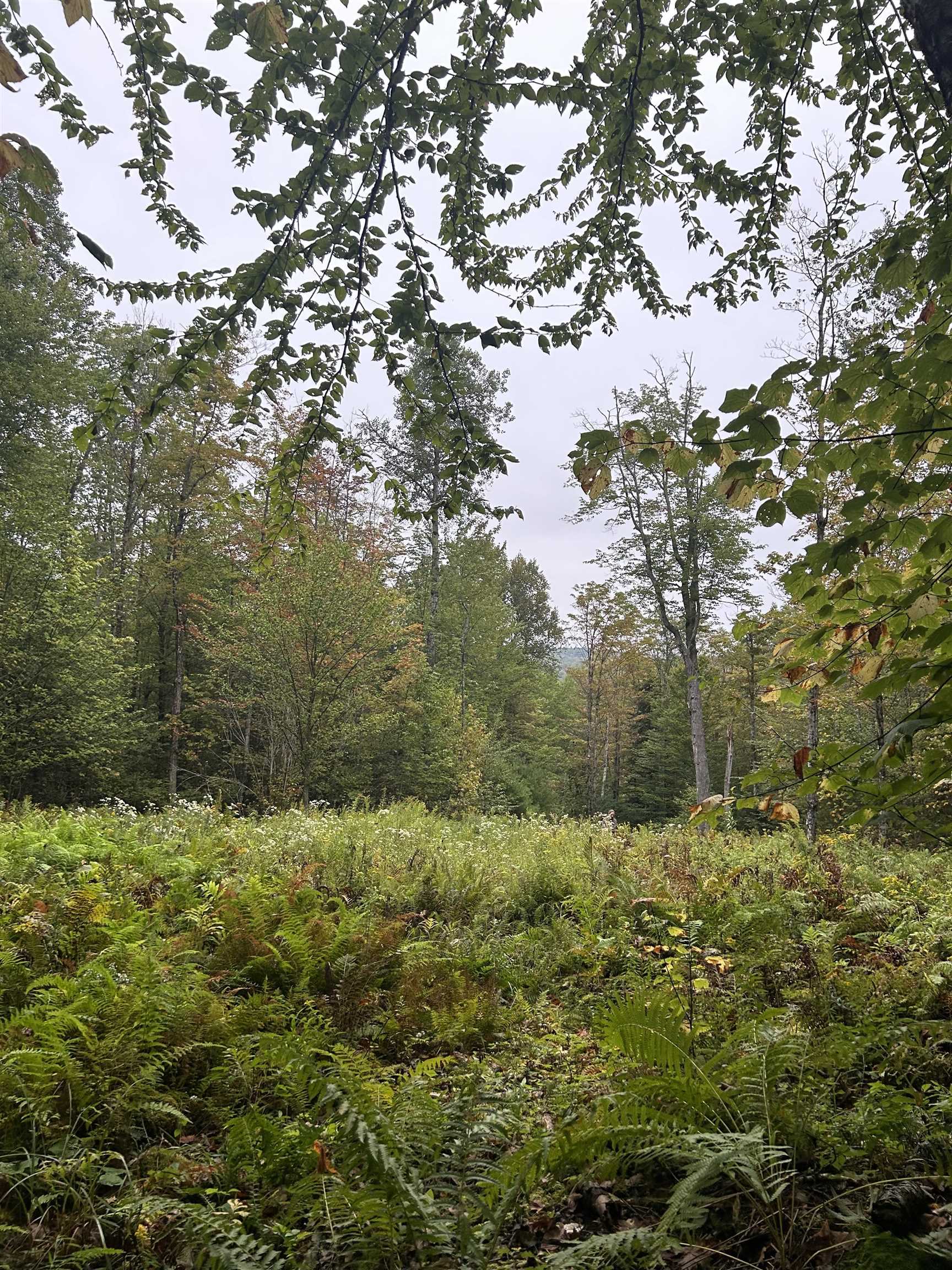 0 Miller Pond Road Grantham, NH 03753 - Photo 4 of 10