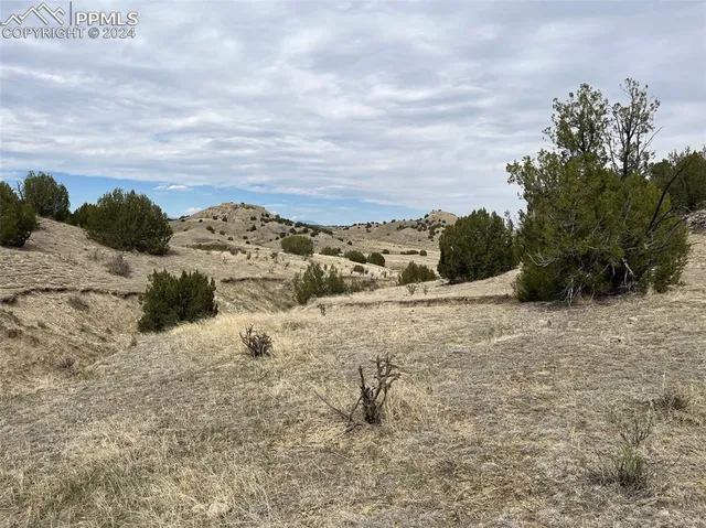 a view of a dry yard