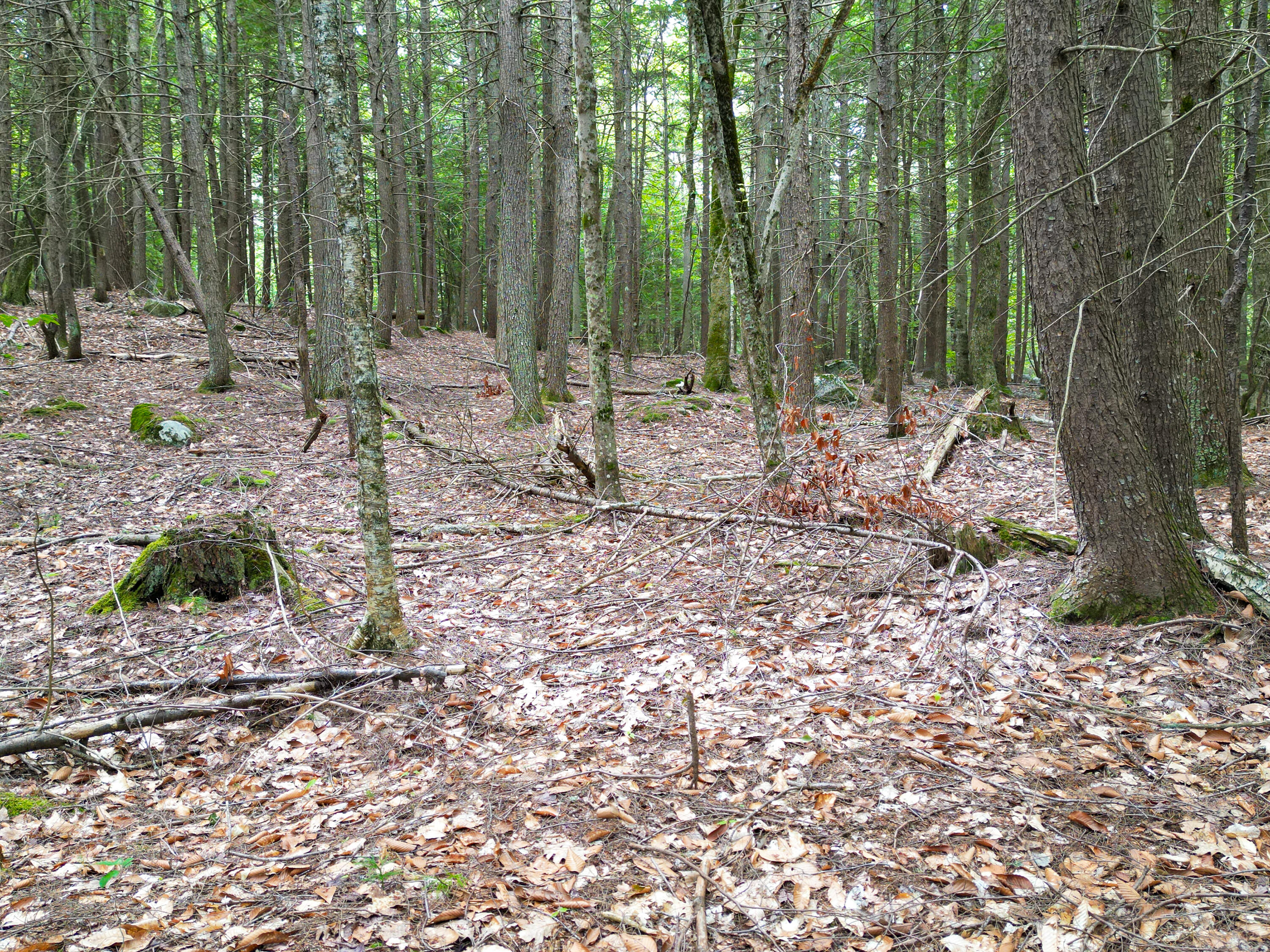 0 Osprey Point Belgrade, ME 04917 - Photo 20 of 23 110181gr-113