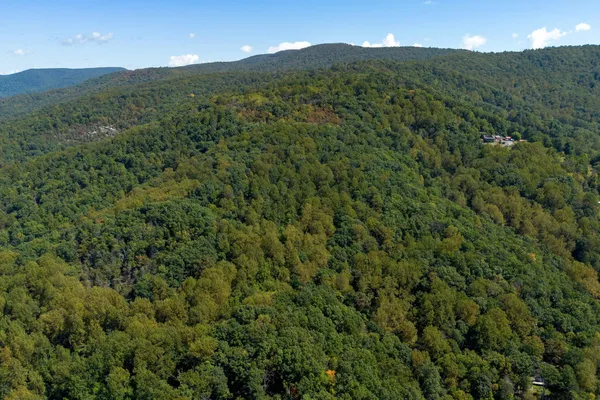 a view of a lush green forest with lush green forest