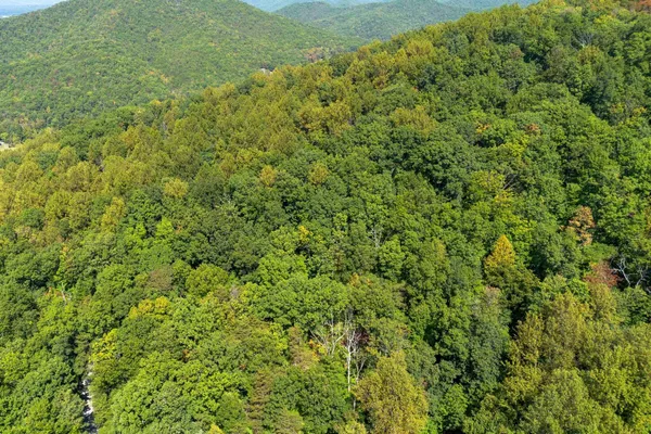 a view of a large yard with plants and large trees