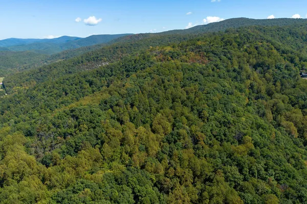 a view of a lush green forest with a mountain