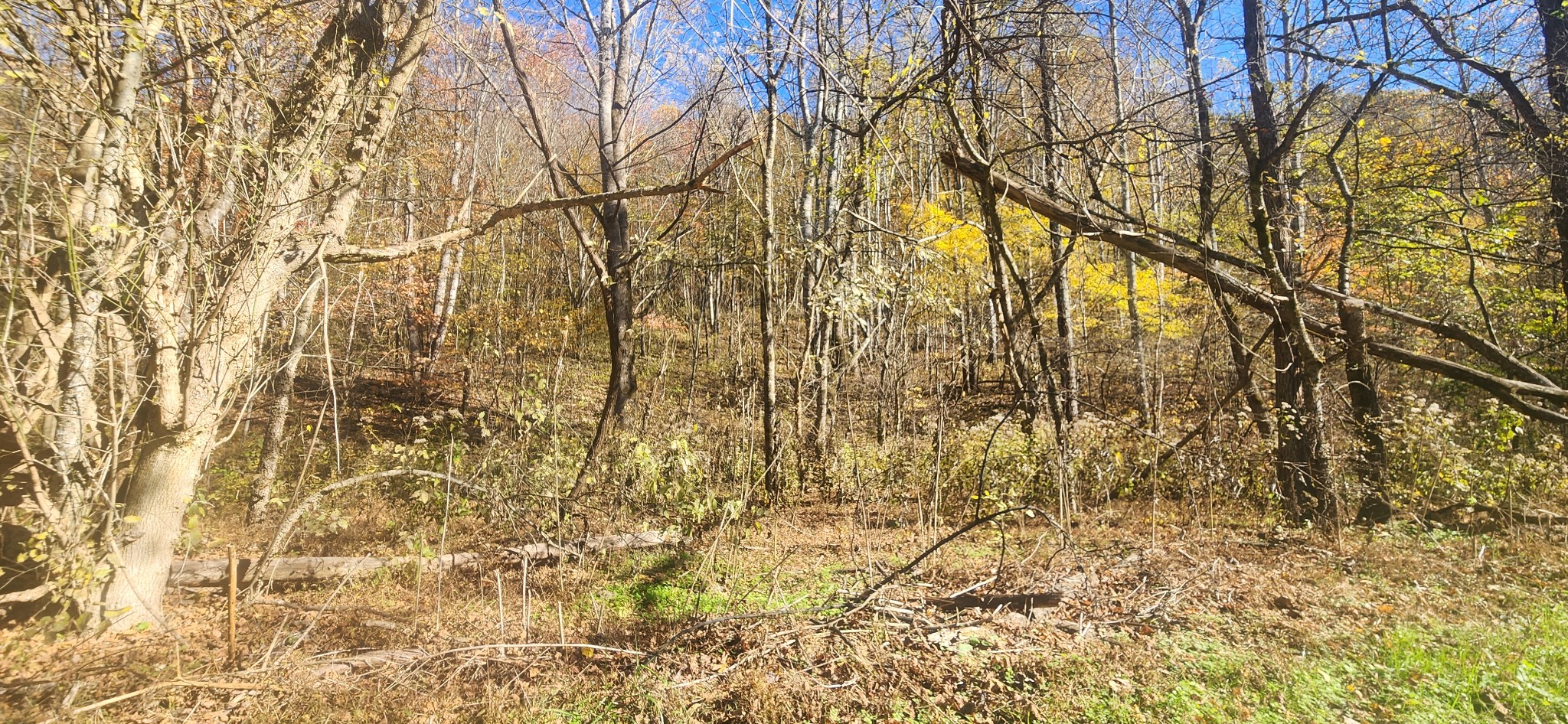 0 Ferguson Road Cornersville, TN 37047 - Photo 11 of 11 walk in between the tree