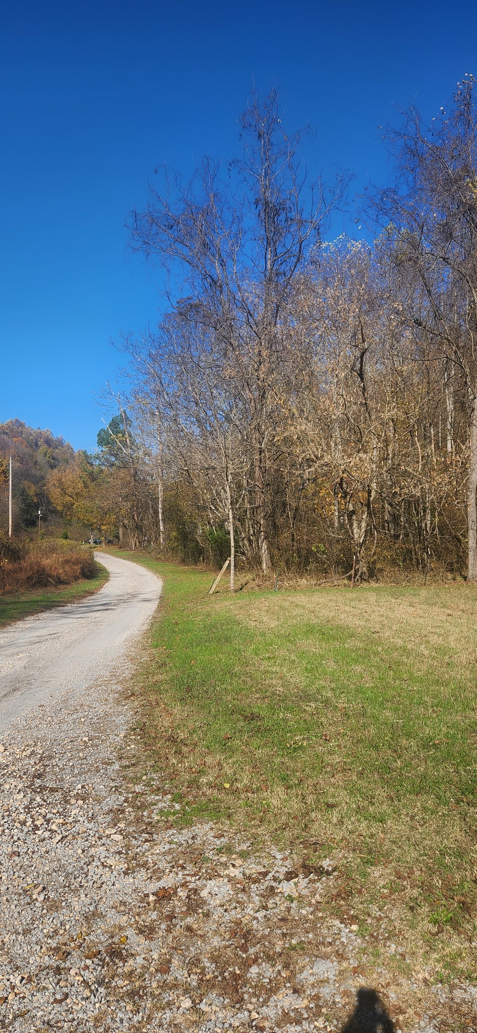 0 Ferguson Road Cornersville, TN 37047 - Photo 2 of 11 a view of a field with an trees