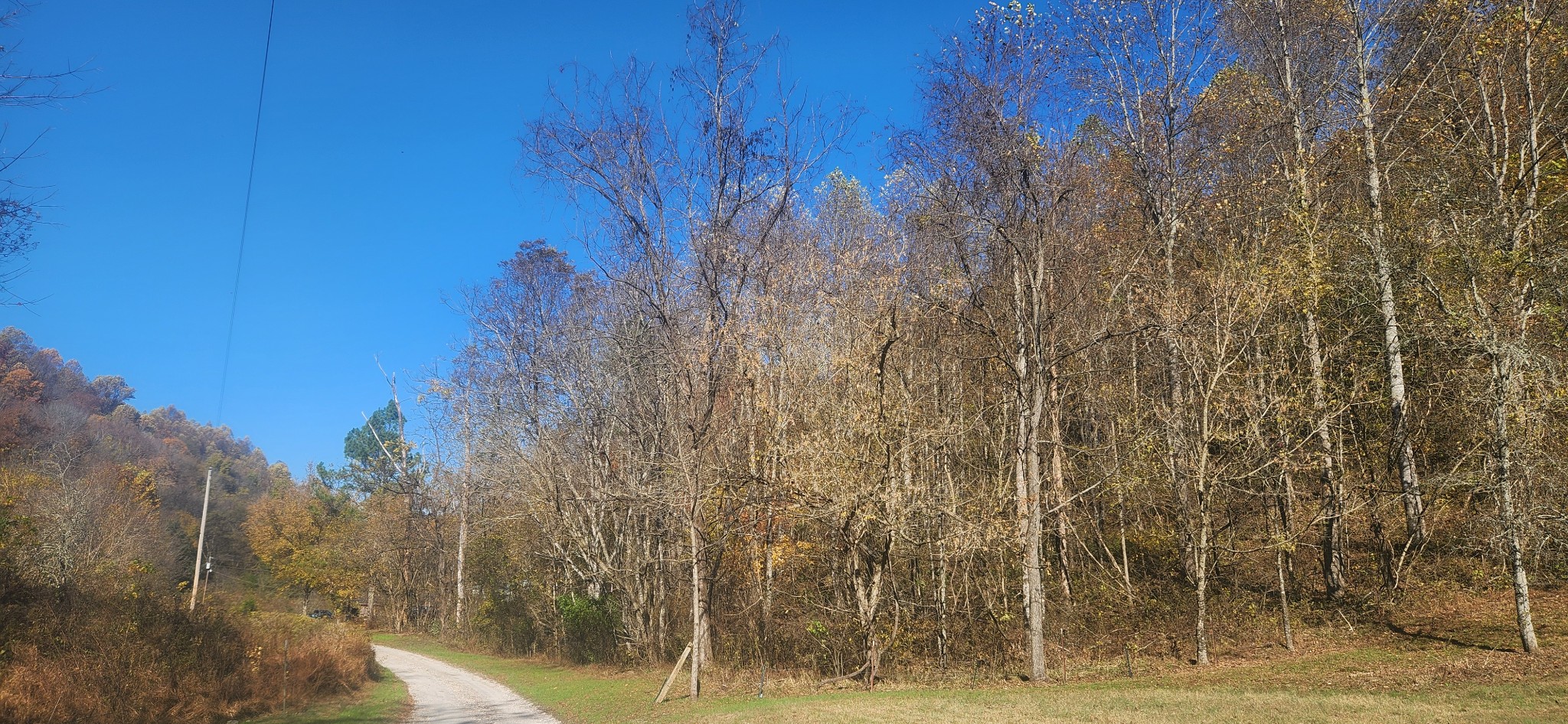 0 Ferguson Road Cornersville, TN 37047 - Photo 3 of 11