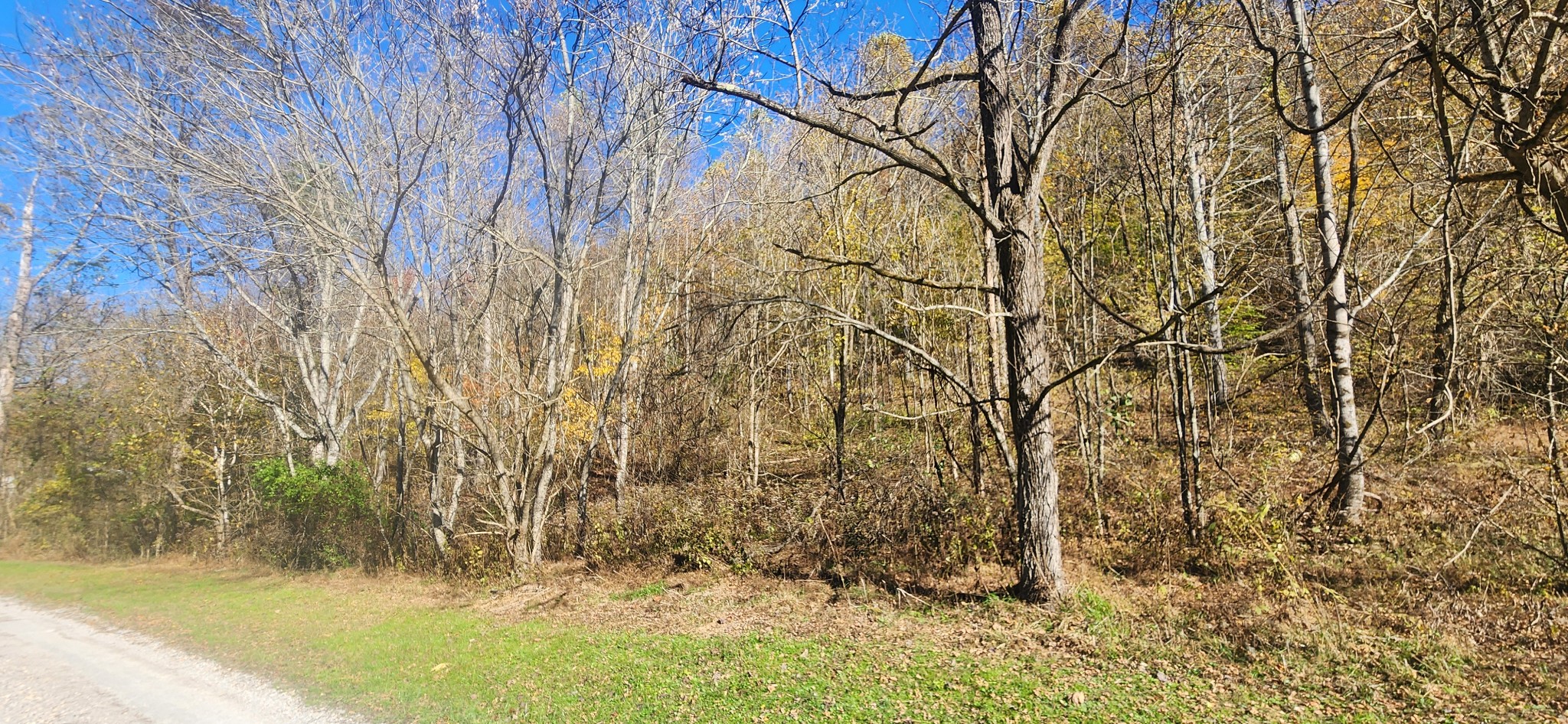 0 Ferguson Road Cornersville, TN 37047 - Photo 4 of 11 a view of backyard of a house