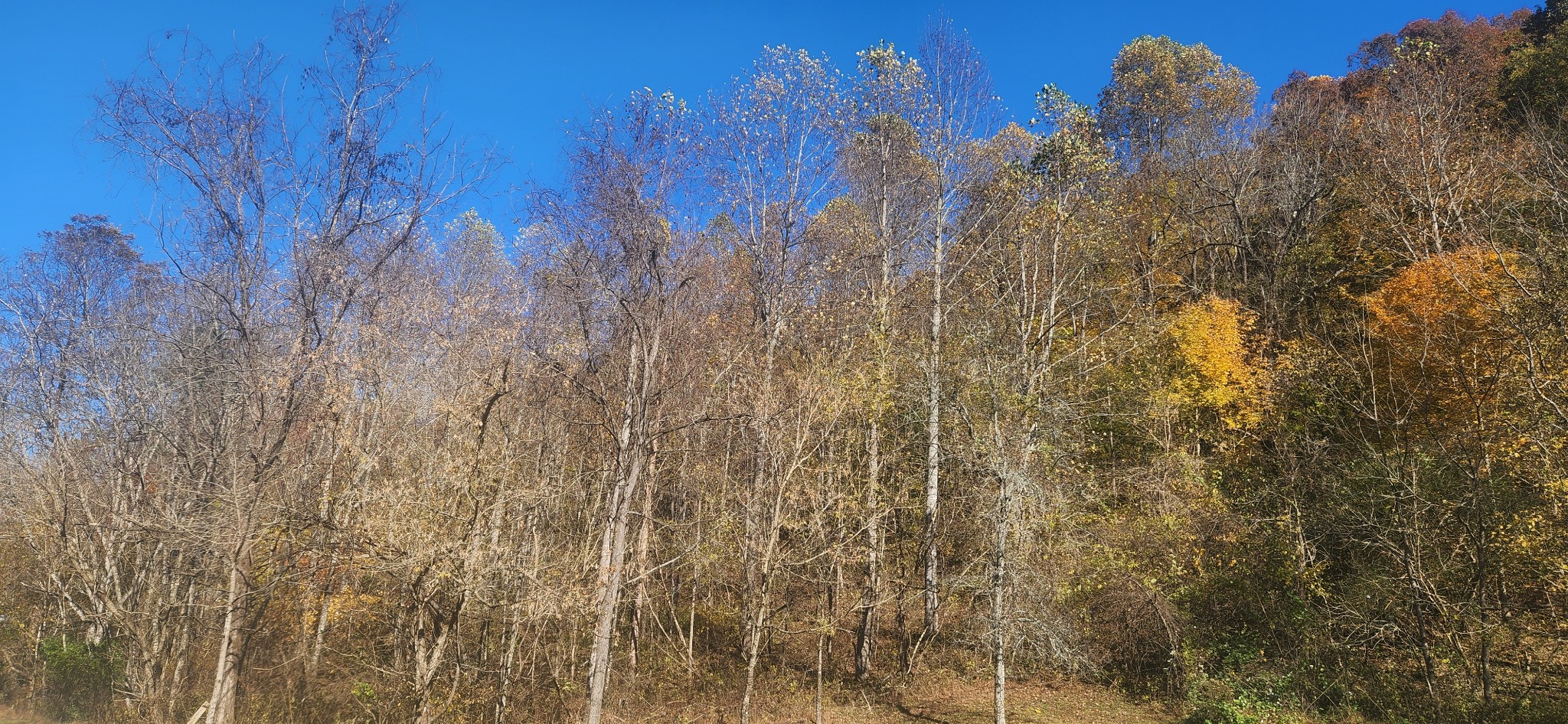 0 Ferguson Road Cornersville, TN 37047 - Photo 6 of 11 a view of a yard with a house
