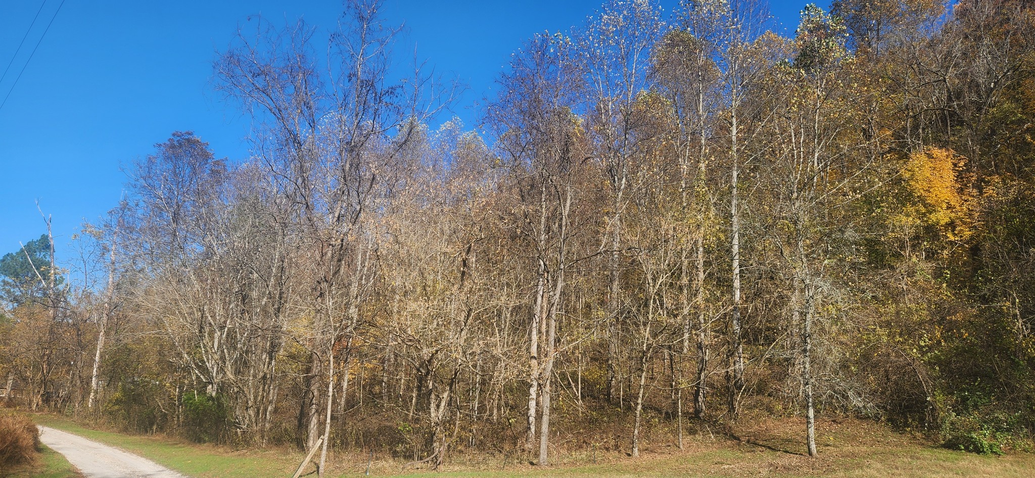 0 Ferguson Road Cornersville, TN 37047 - Photo 7 of 11 a view of a yard