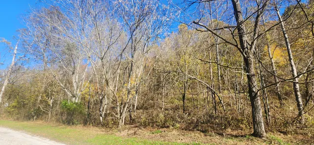 walk in between the tree