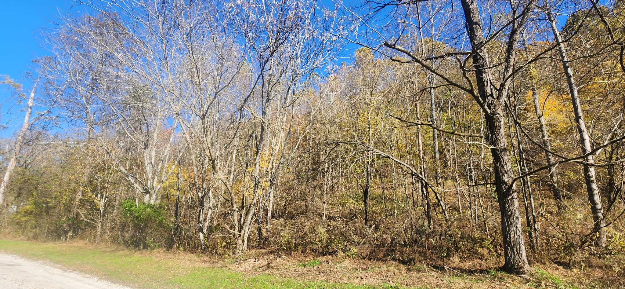 0 Ferguson Road Cornersville, TN 37047 - Photo 8 of 11 a view of a yard