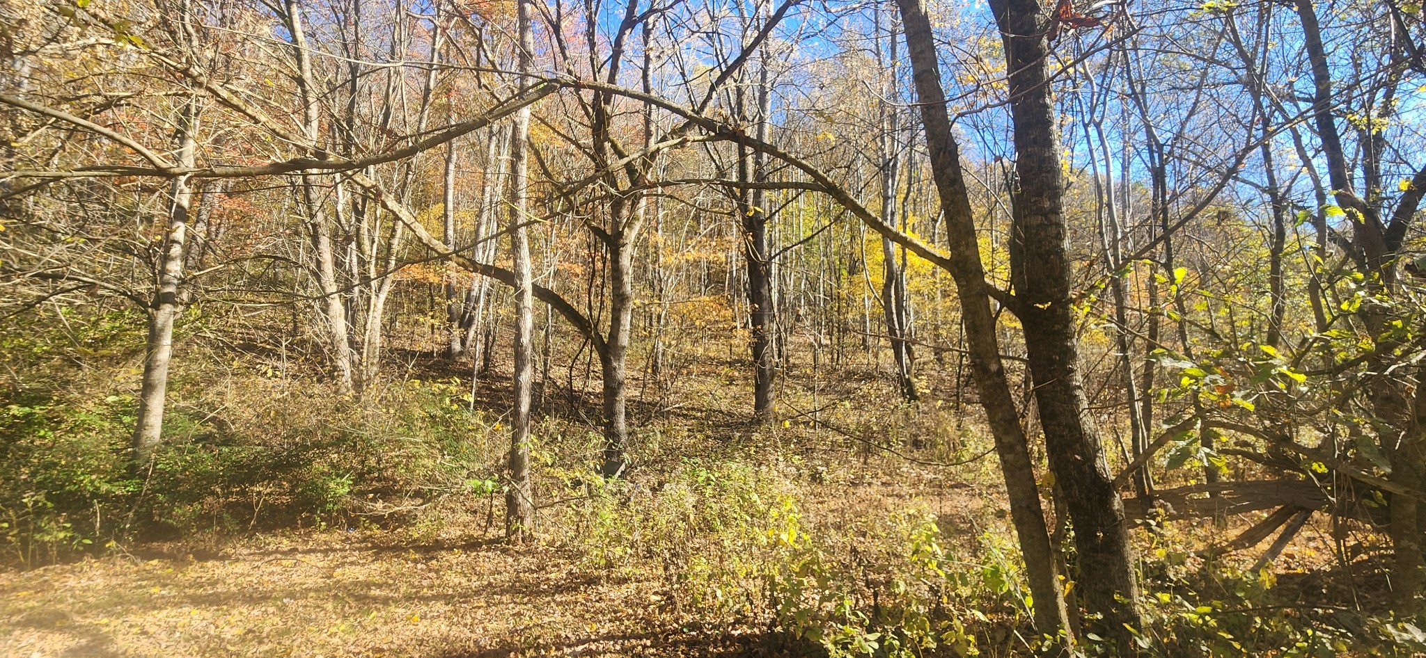 0 Ferguson Road Cornersville, TN 37047 - Photo 10 of 11 a backyard of a building