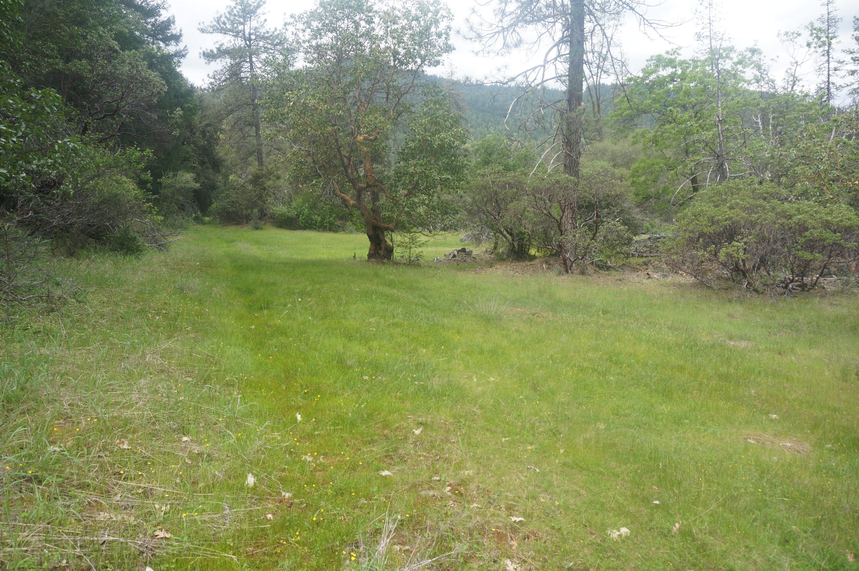 6269 Dutch Creek Road Junction City, CA 96048 - Photo 11 of 33 a view of a trees with a yard