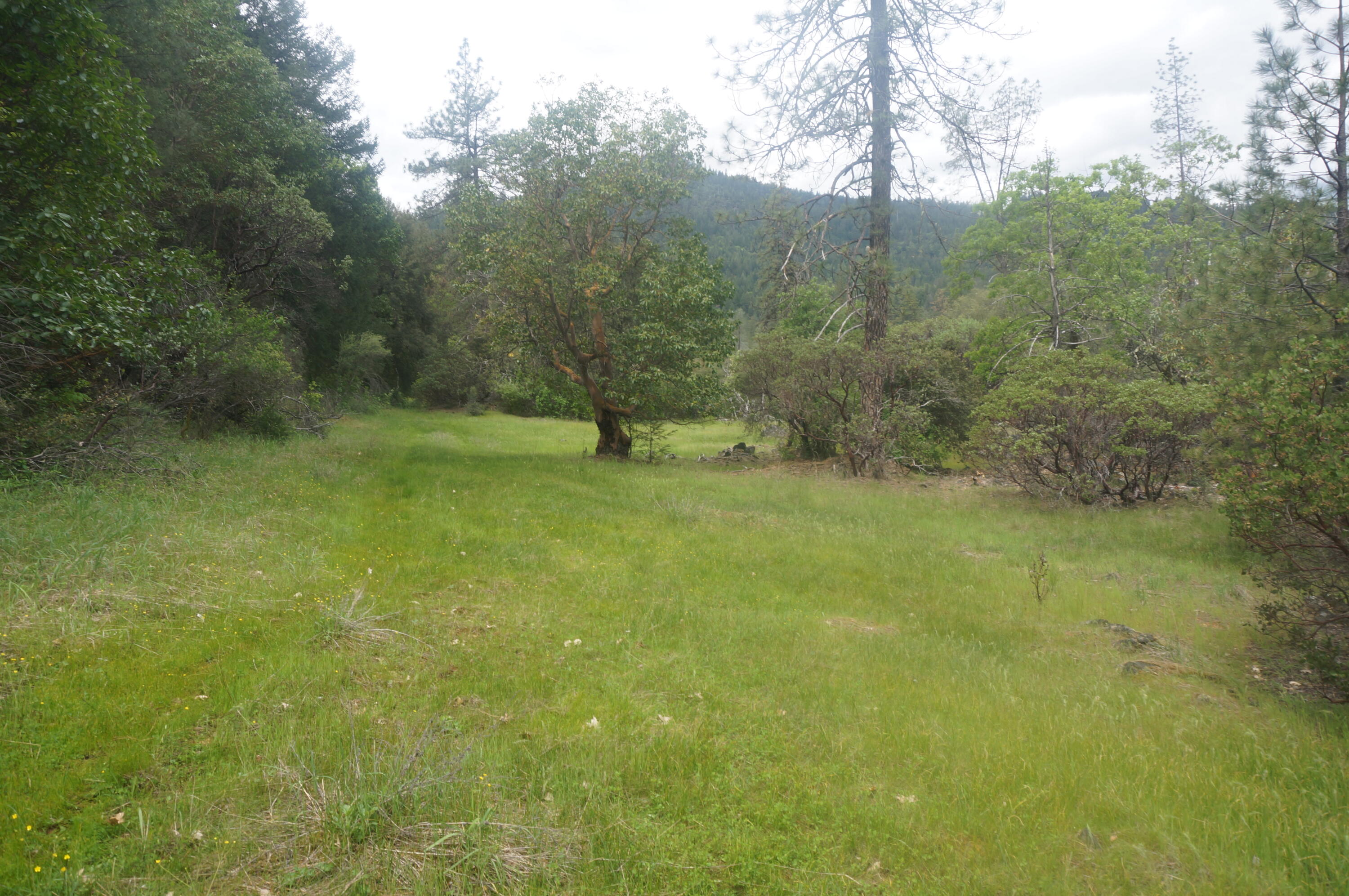 6269 Dutch Creek Road Junction City, CA 96048 - Photo 15 of 33 a view of an outdoor space and a yard