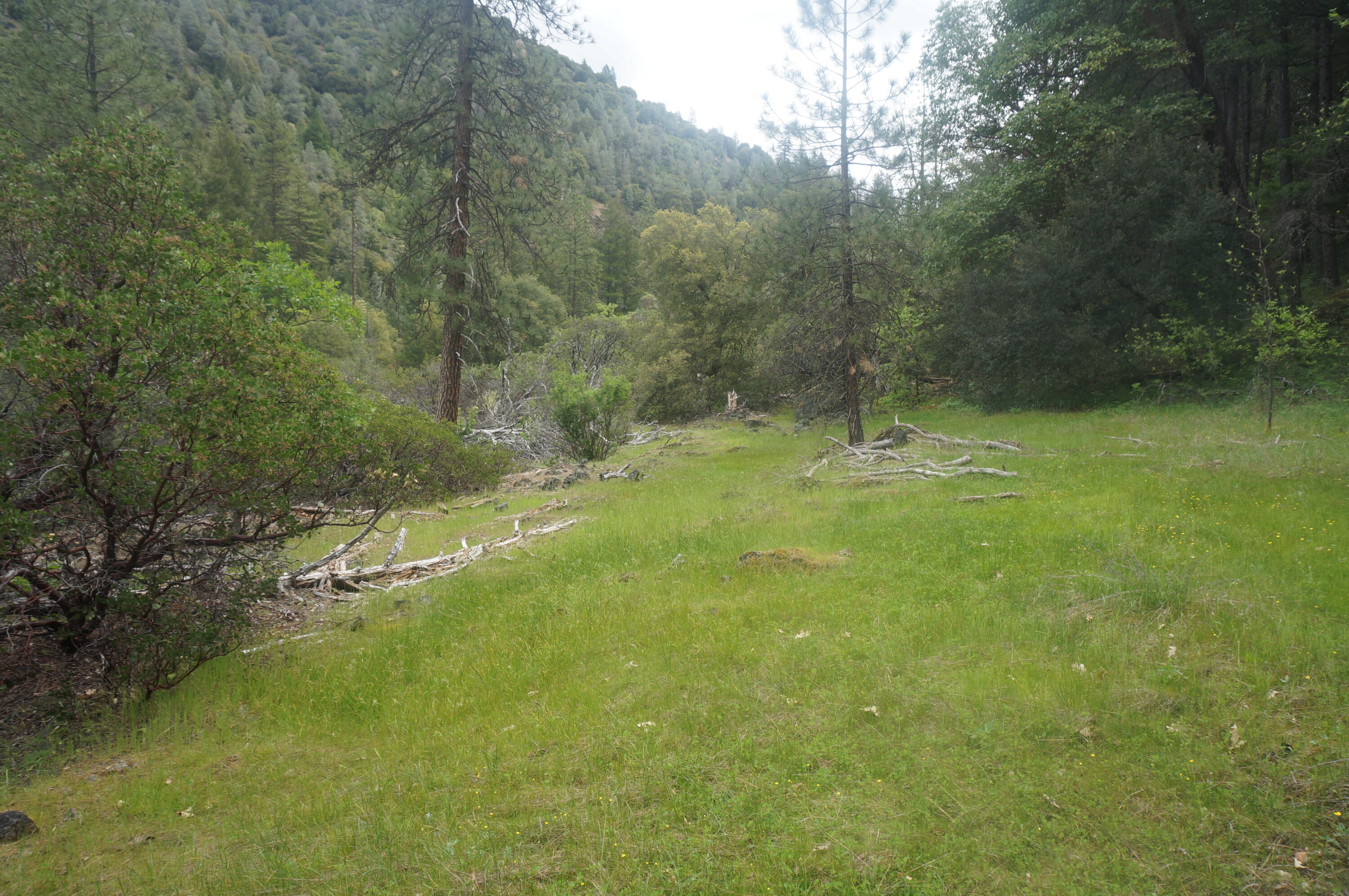 6269 Dutch Creek Road Junction City, CA 96048 - Photo 16 of 33 a view of a yard with a tree