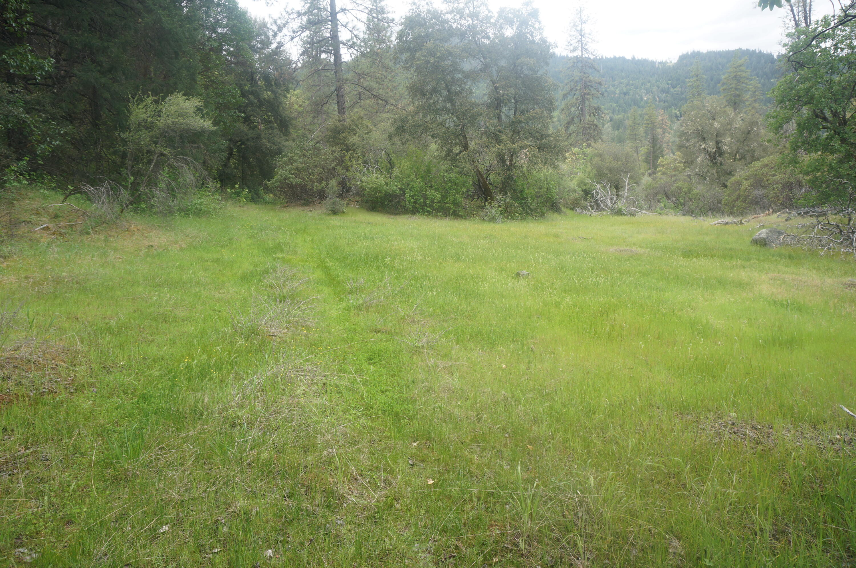 6269 Dutch Creek Road Junction City, CA 96048 - Photo 17 of 33 a view of a field with a trees in the background