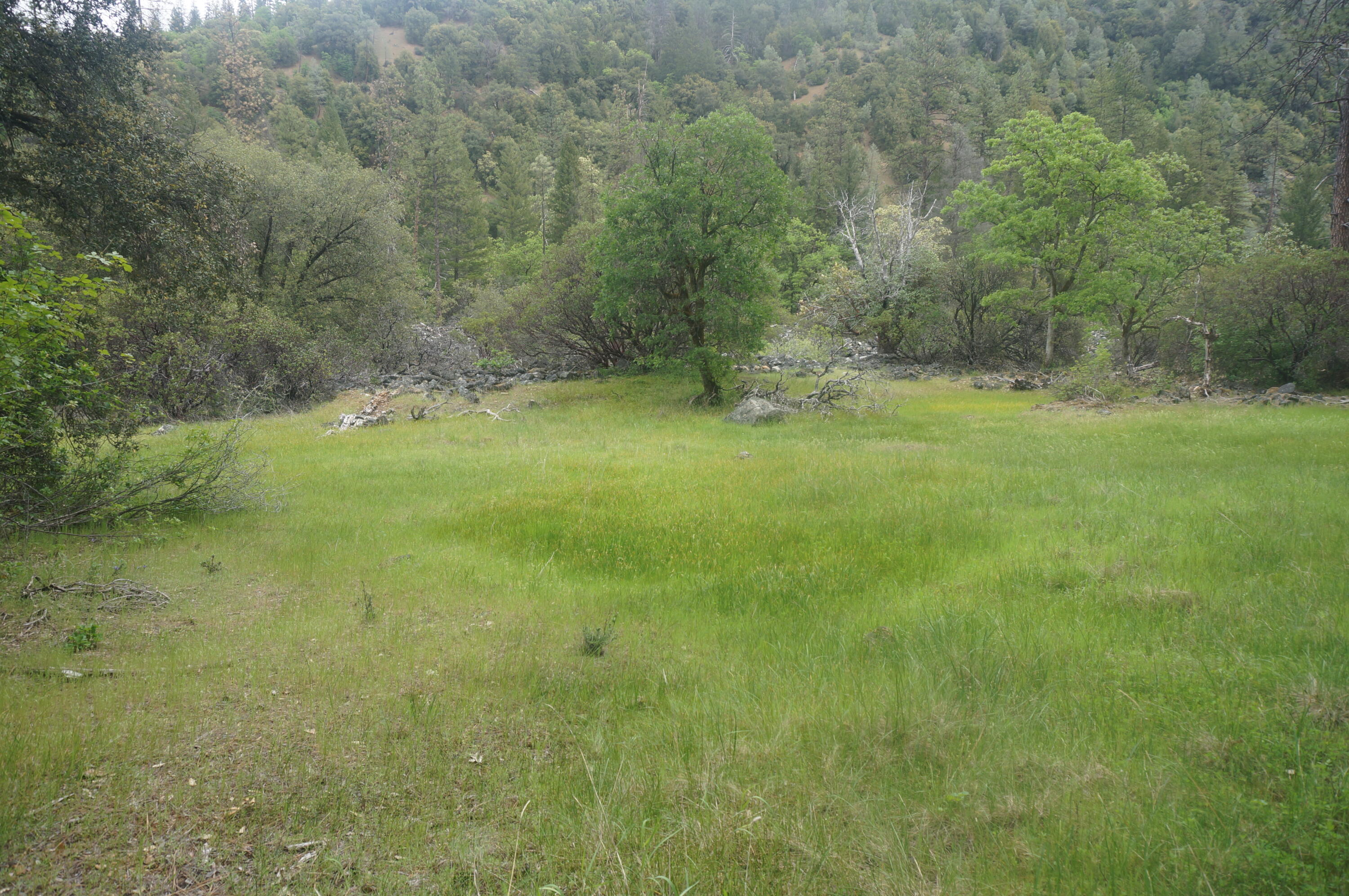 6269 Dutch Creek Road Junction City, CA 96048 - Photo 18 of 33 a view of yard with green space