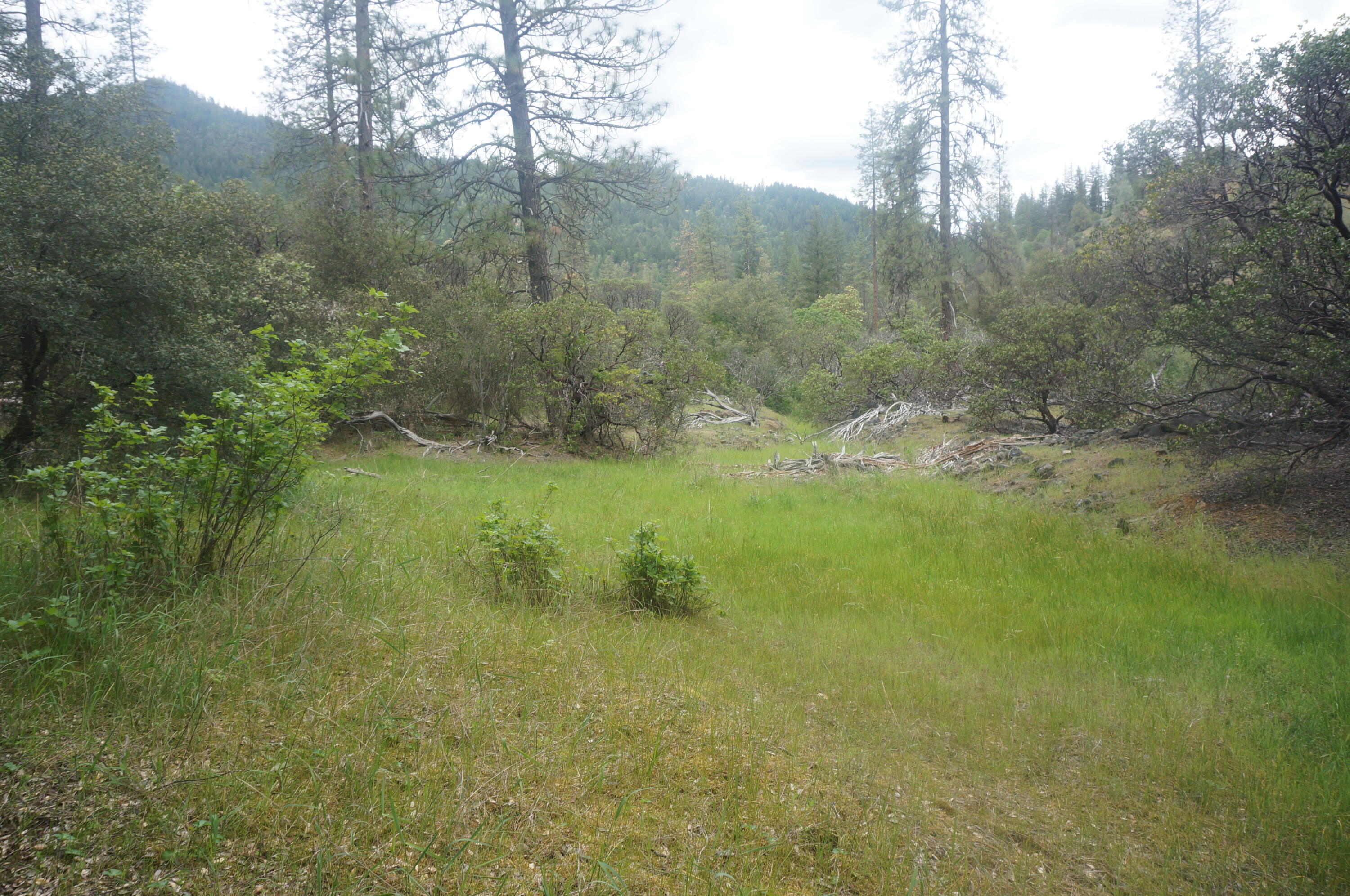6269 Dutch Creek Road Junction City, CA 96048 - Photo 20 of 33 a view of a forest with trees in front of it