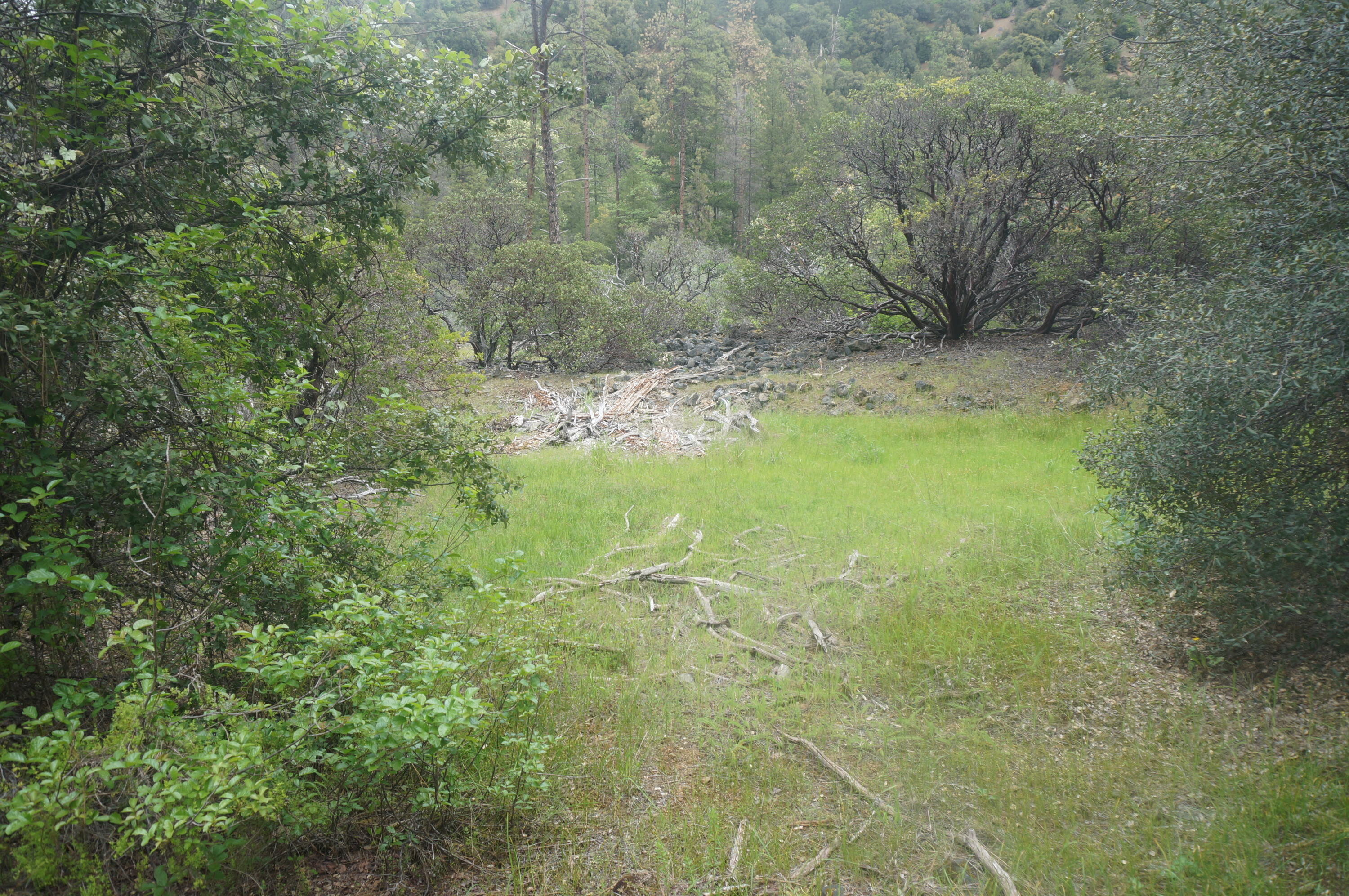 6269 Dutch Creek Road Junction City, CA 96048 - Photo 21 of 33 a view of a yard with a tree