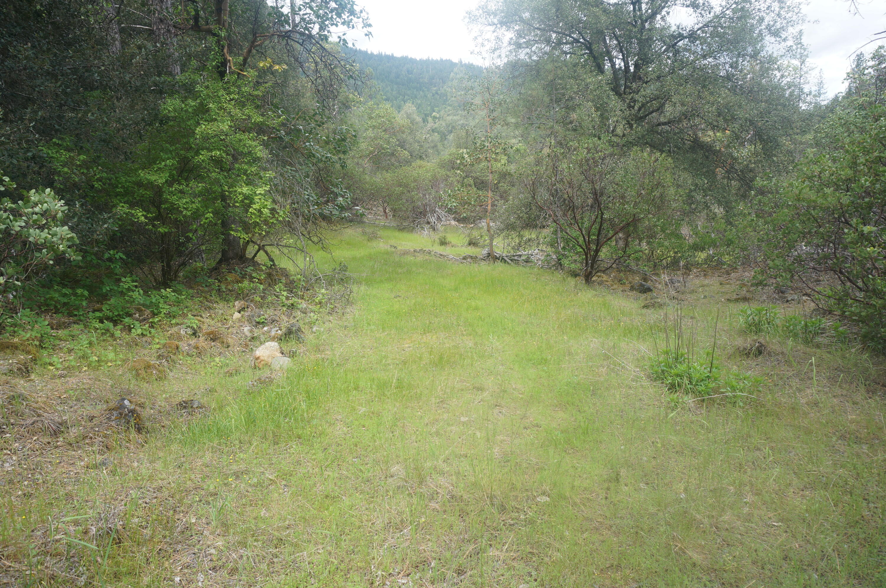 6269 Dutch Creek Road Junction City, CA 96048 - Photo 22 of 33 a view of a big yard with large trees