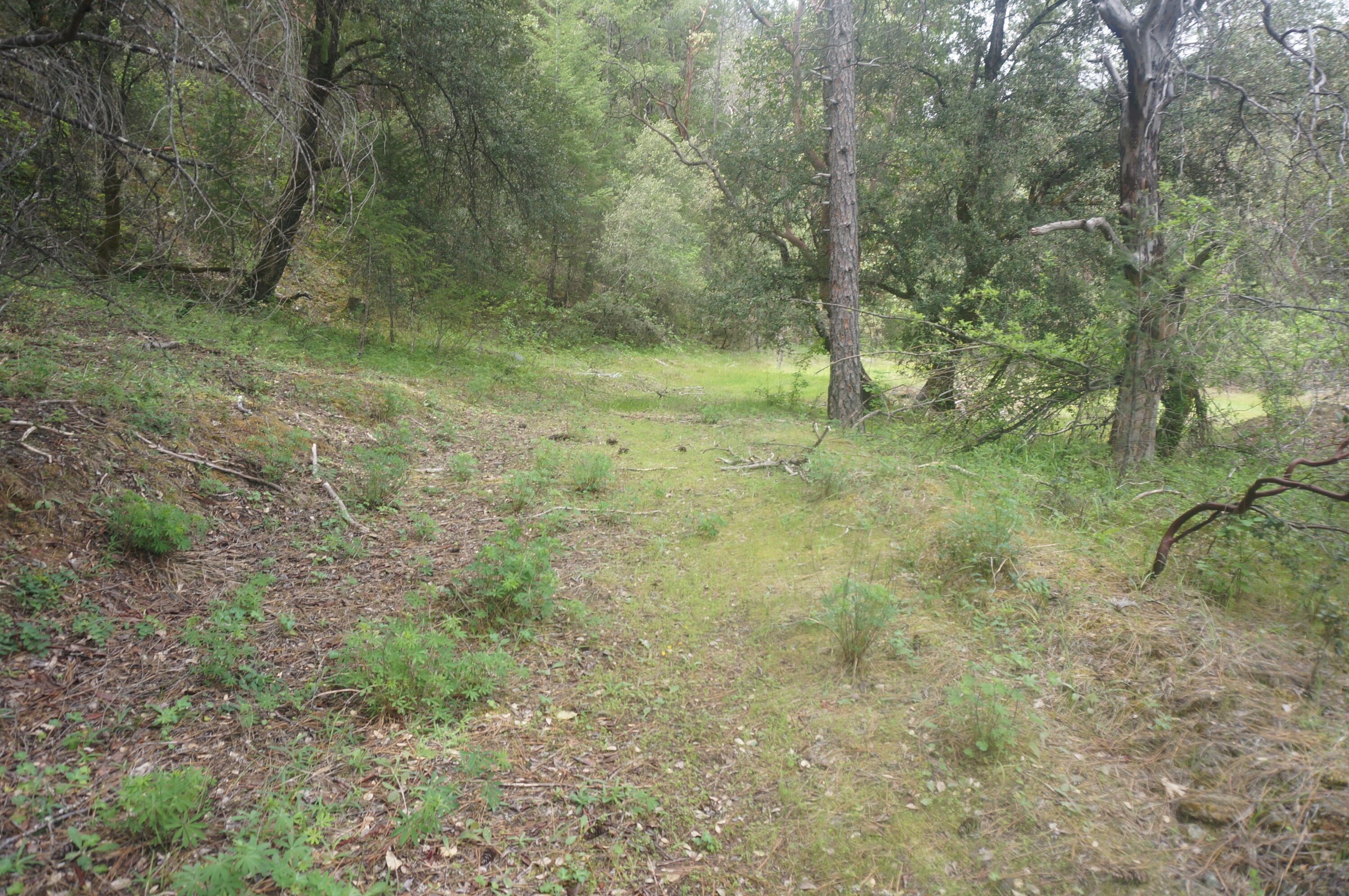 6269 Dutch Creek Road Junction City, CA 96048 - Photo 23 of 33 a view of outdoor space and trees