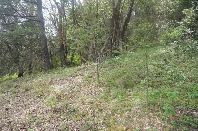 a view of a forest with trees in the background