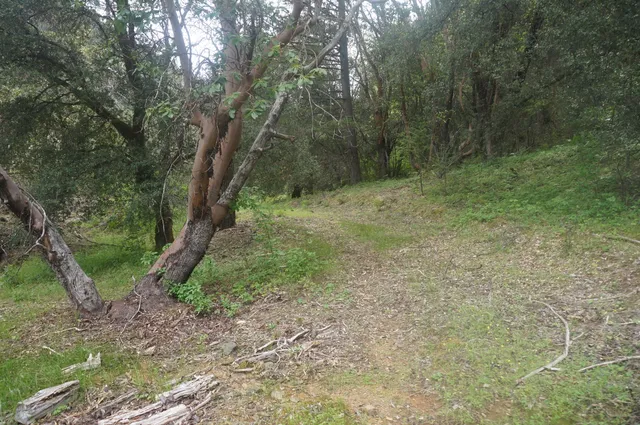 a view of a yard with a tree