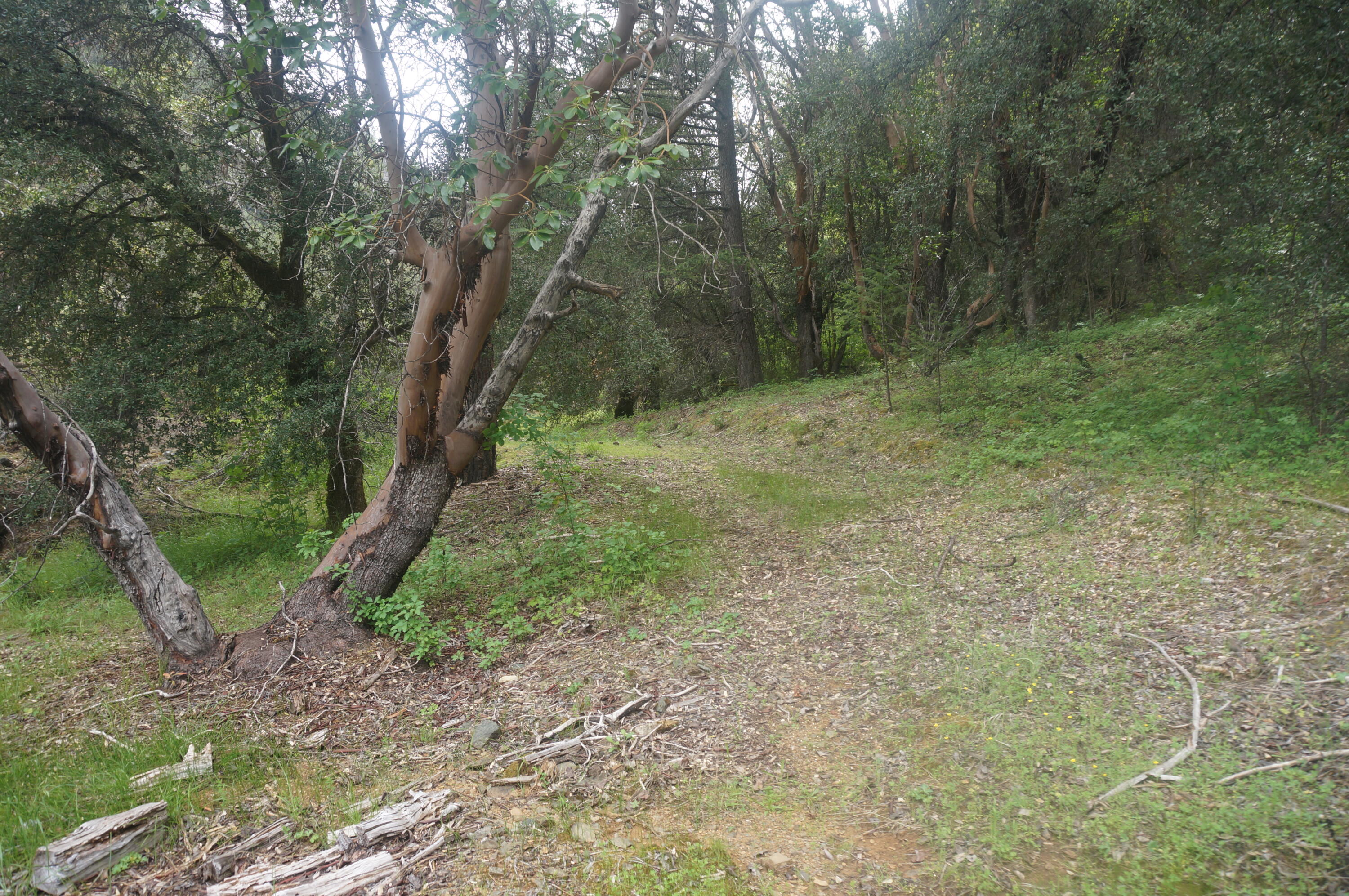 6269 Dutch Creek Road Junction City, CA 96048 - Photo 26 of 33 a view of a yard with a tree